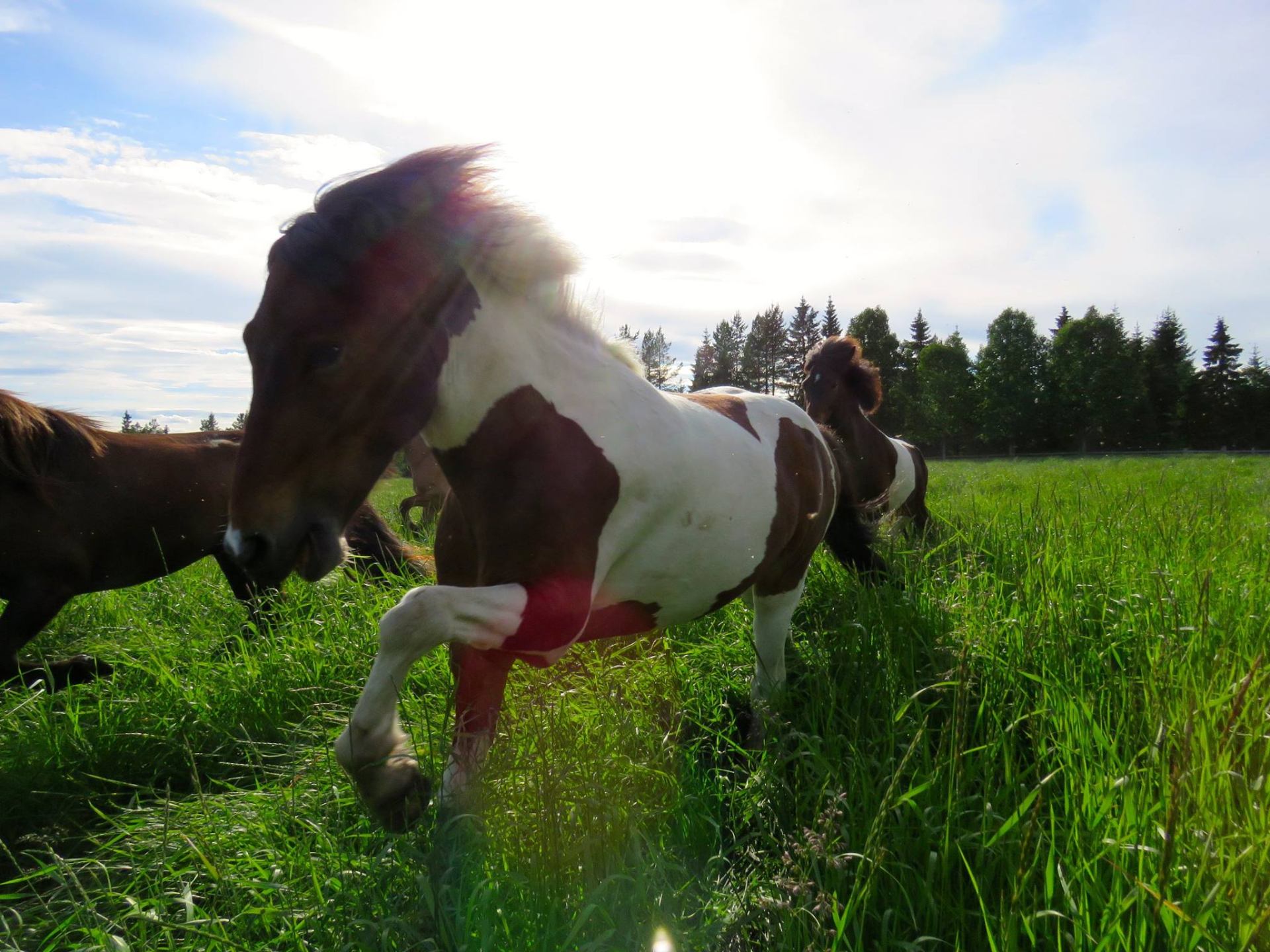 Skjekket hest hopper i høyt gress