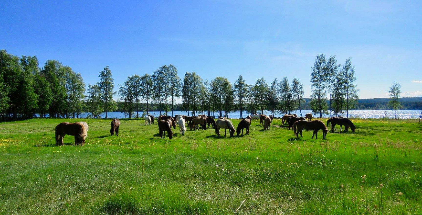 Hesteflokk beiter ved innsjøen