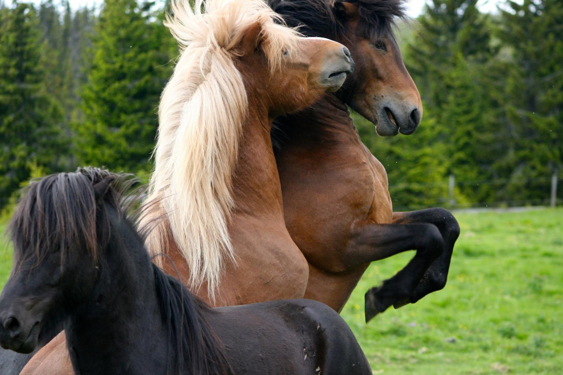 To hester leker og steiler